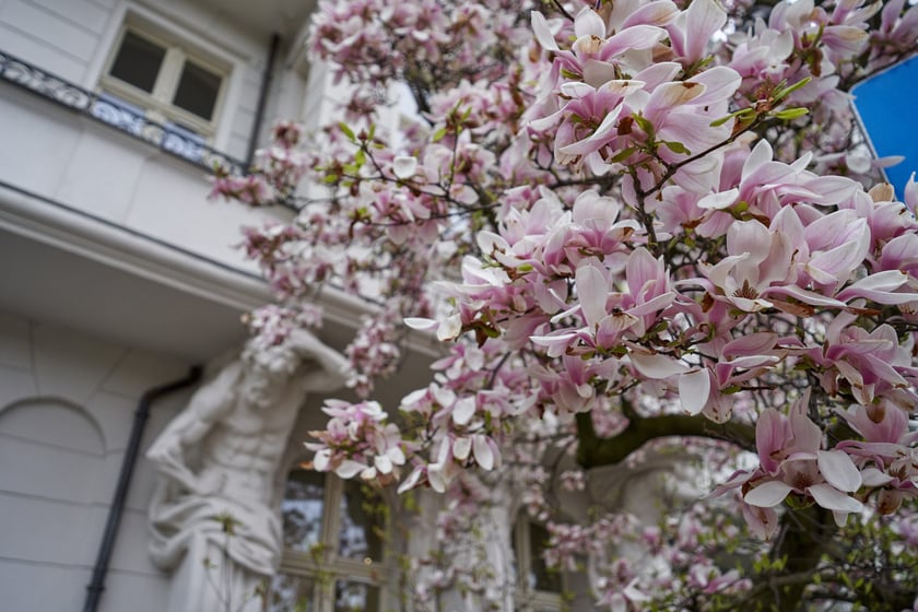 Magnolia przy Podwalu