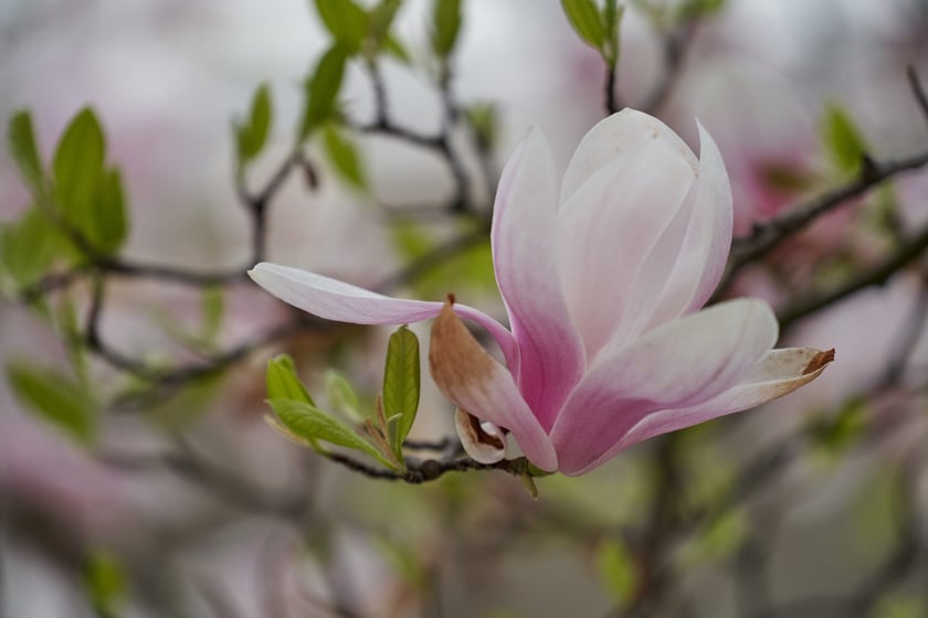 Magnolia przy Podwalu