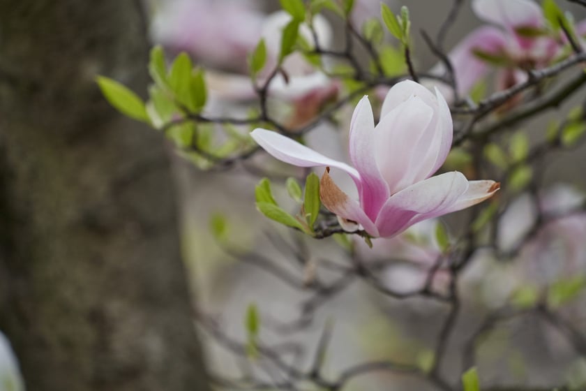 Magnolia przy Podwalu