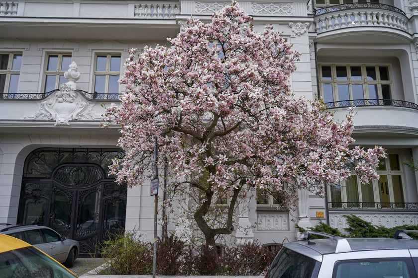 Magnolia przy Podwalu