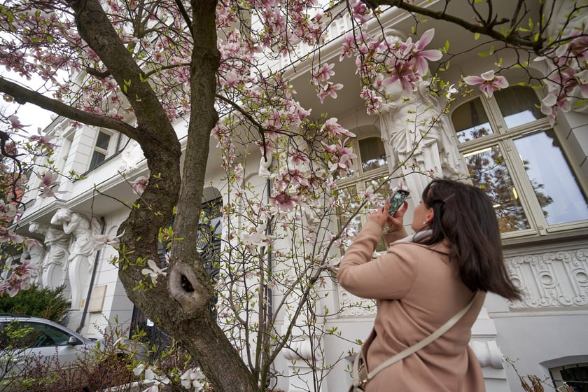 Magnolia przy Podwalu