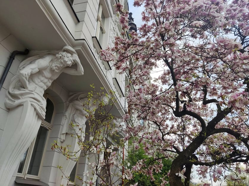 Magnolia przy Podwalu