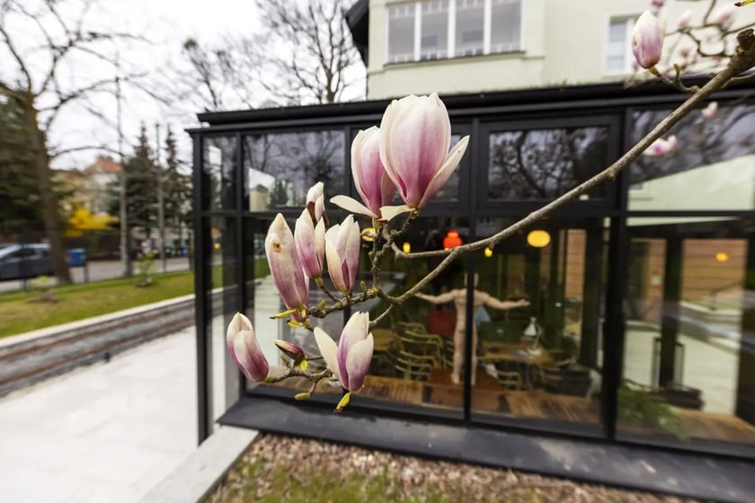 Magnolia przy siedzibie Fundacji Olgi Tokarczuk na Krzyckiej 29