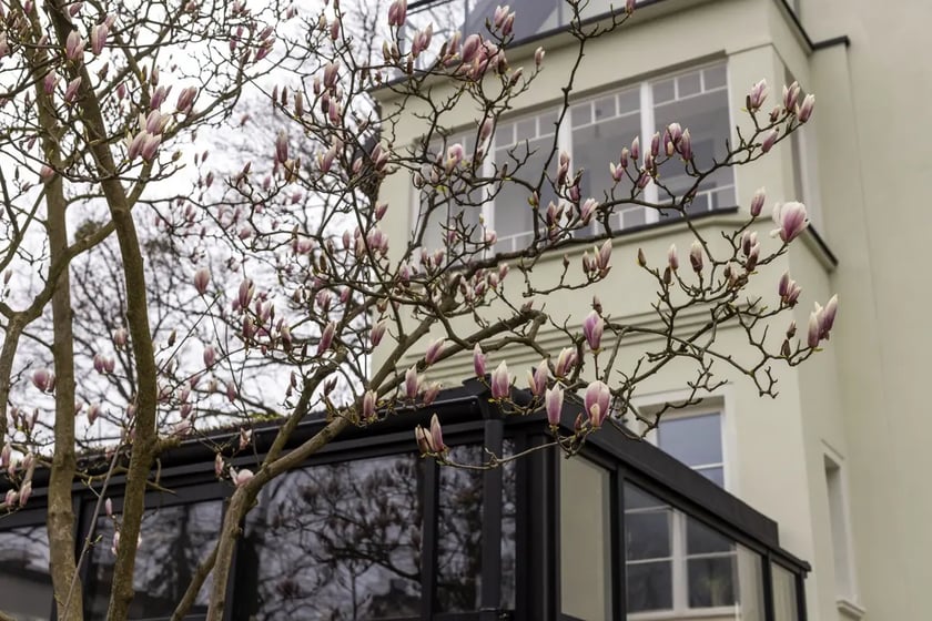 Magnolia przy siedzibie Fundacji Olgi Tokarczuk na Krzyckiej 29