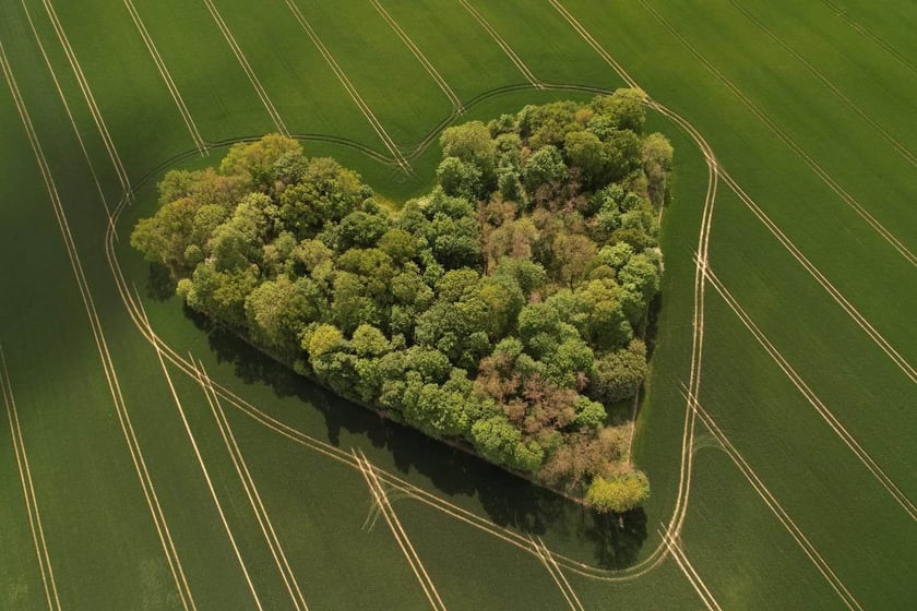 Niezwykły zagajnik w ujęciu mieszkańca Skarszyna, Wojciecha Witkowskiego