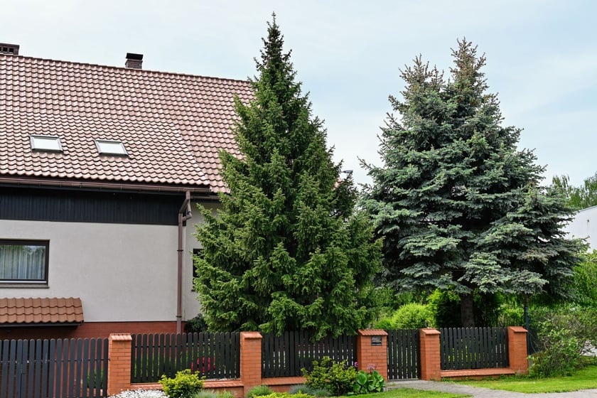 Wiosna już na dobre zagościła na Wojszycach.