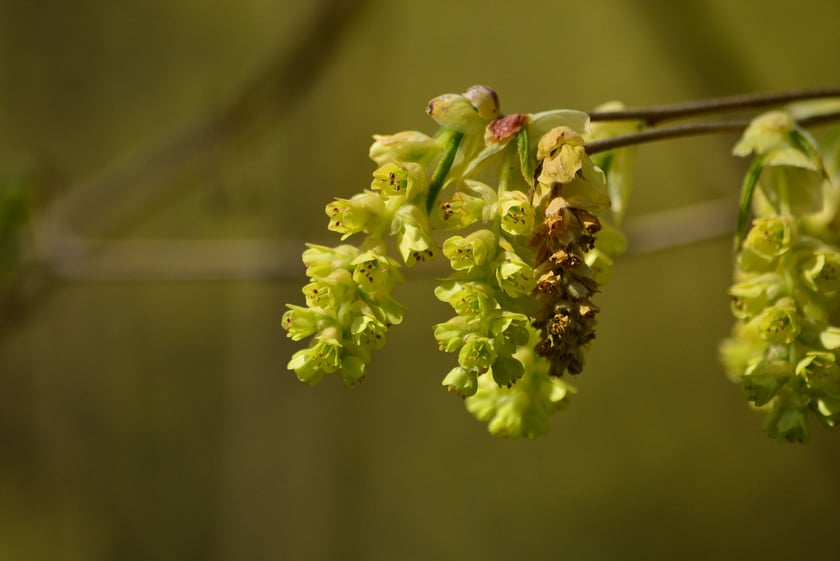 Leszczynowiec chiński