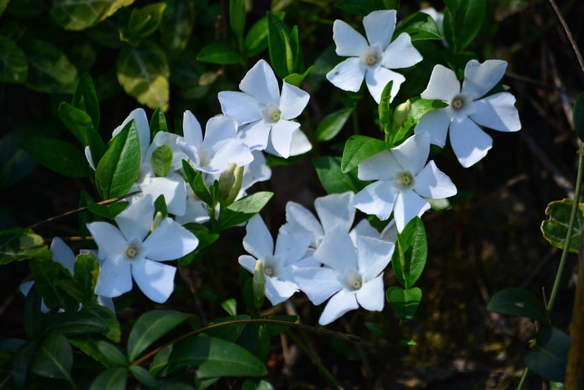 Barwinek w Arboretum