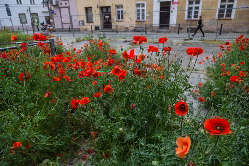 Maki wyrosły na działce budowlanej przy Uniwersytecie Wrocławskim
