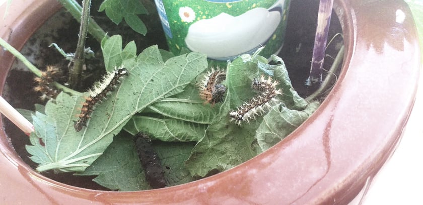 Przedszkolaki z "Zielonego Przedszkola przy Tramwajowej  zajmują się m .in. hodowlą motyli