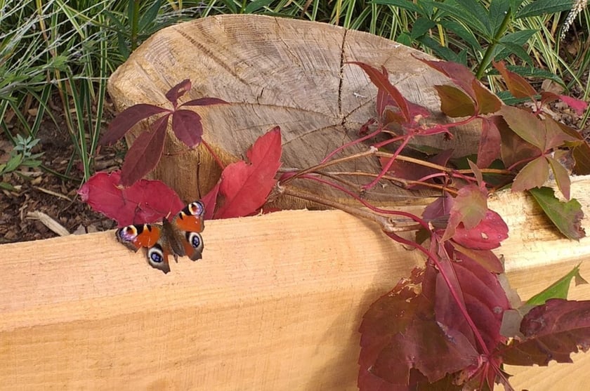 Przedszkolaki z "Zielonego Przedszkola przy Tramwajowej  zajmują się m .in. hodowlą motyli