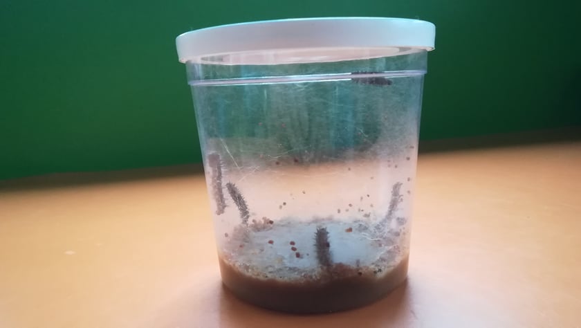 Przedszkolaki z "Zielonego Przedszkola przy Tramwajowej  zajmują się m .in. hodowlą motyli