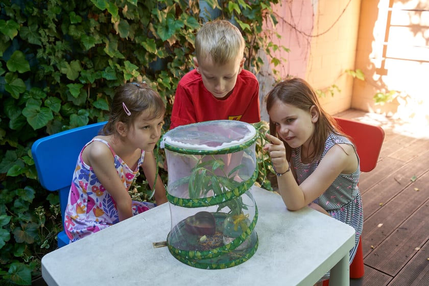 Przedszkolaki z "Zielonego Przedszkola przy Tramwajowej  zajmują się m .in. hodowlą motyli. Na zdjęciu Zuzia Zielińska, Wiktoria Keler i Adaś Skaradziński