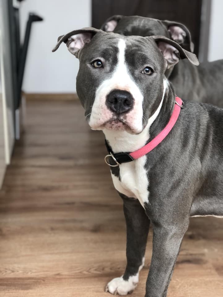 Psy użytkowników www.wroclaw.pl