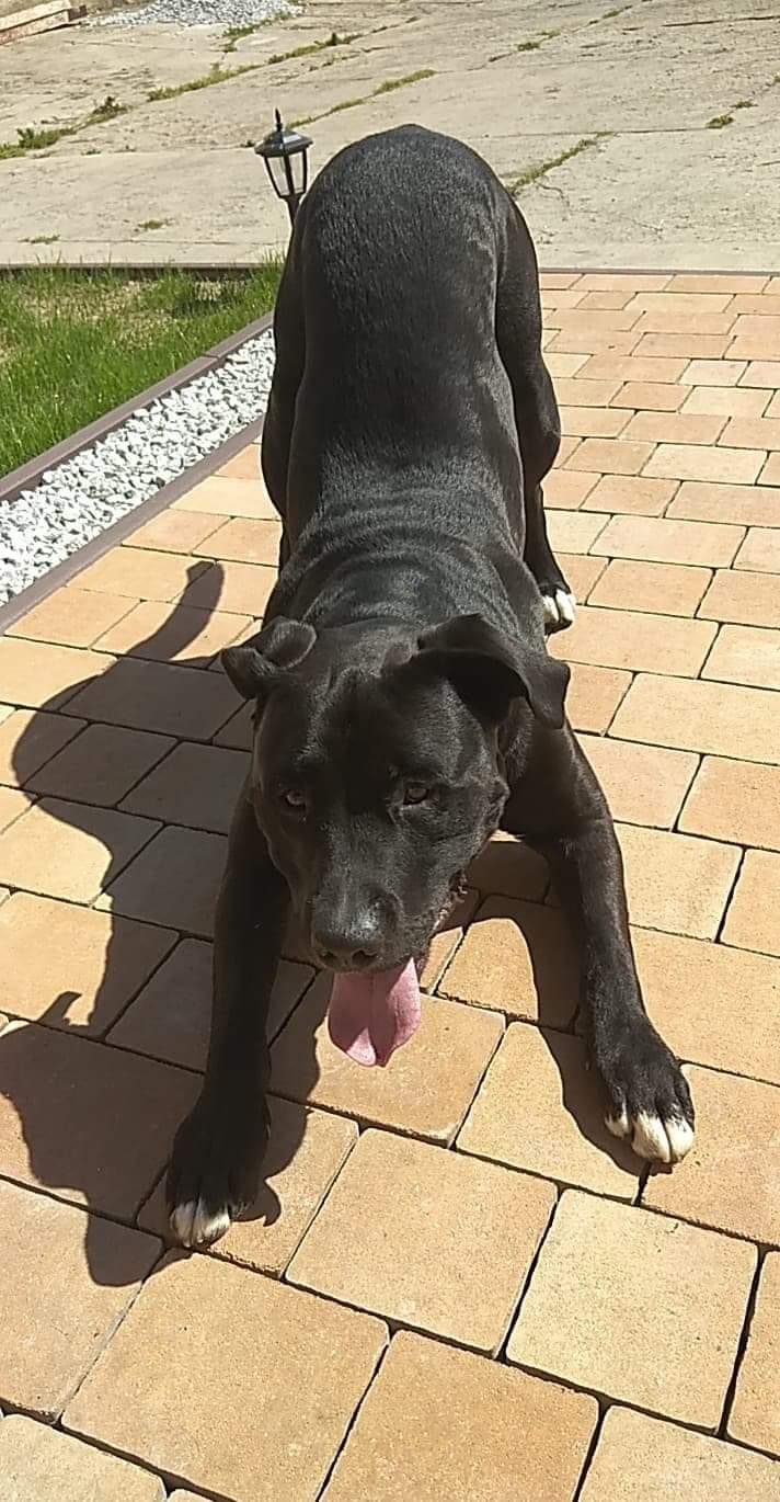 Psy użytkowników www.wroclaw.pl