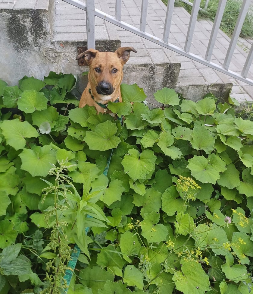 Psy użytkowników www.wroclaw.pl