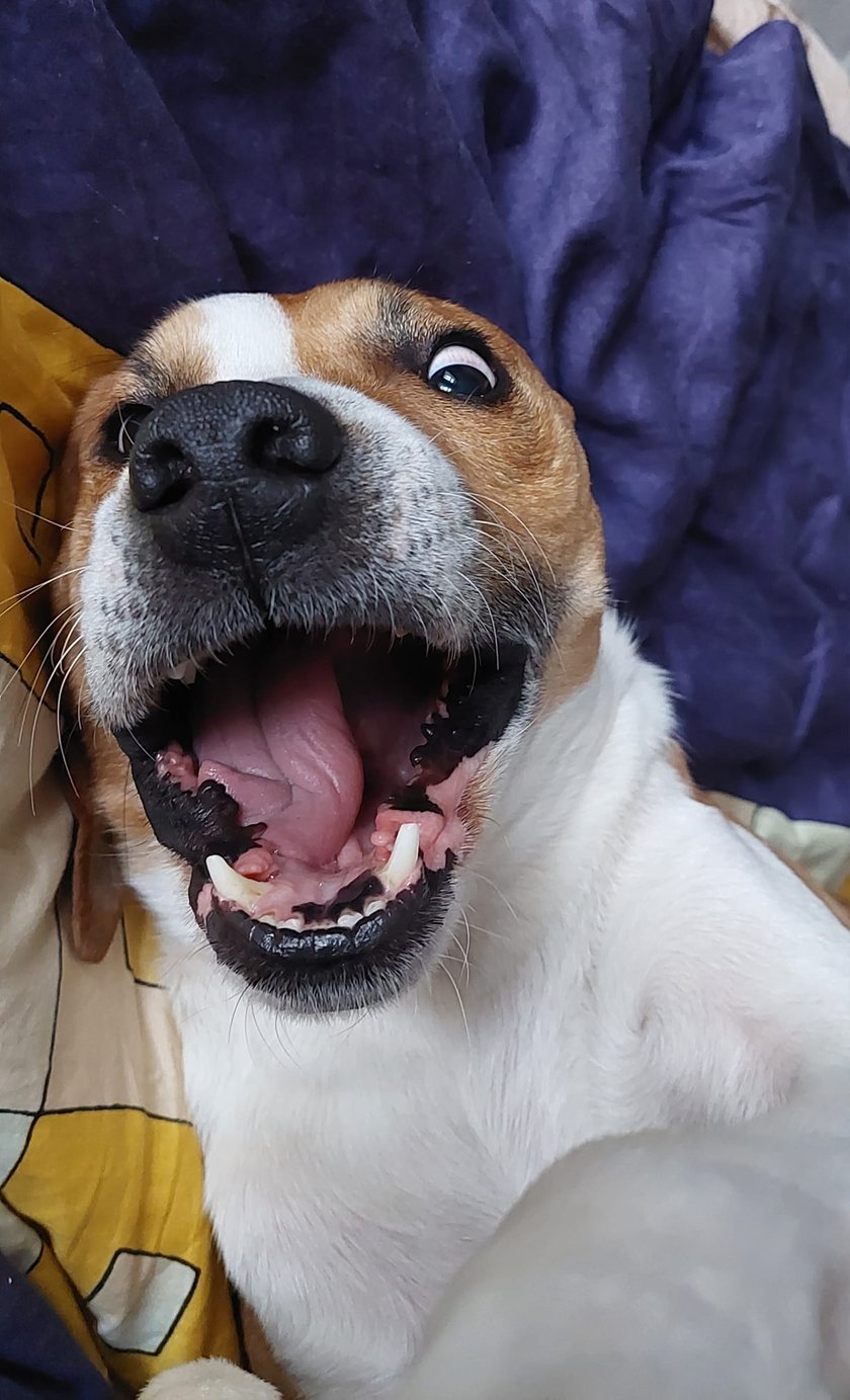 Psy użytkowników www.wroclaw.pl