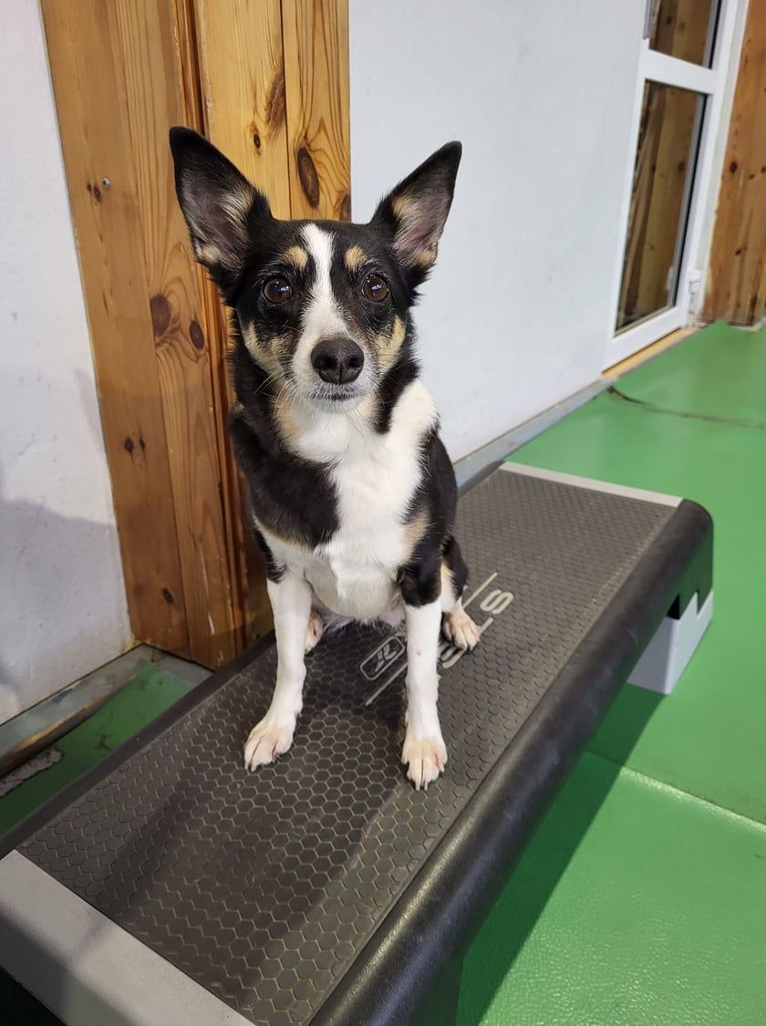 Psy użytkowników www.wroclaw.pl