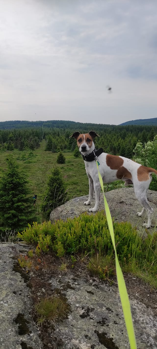 Psy użytkowników www.wroclaw.pl