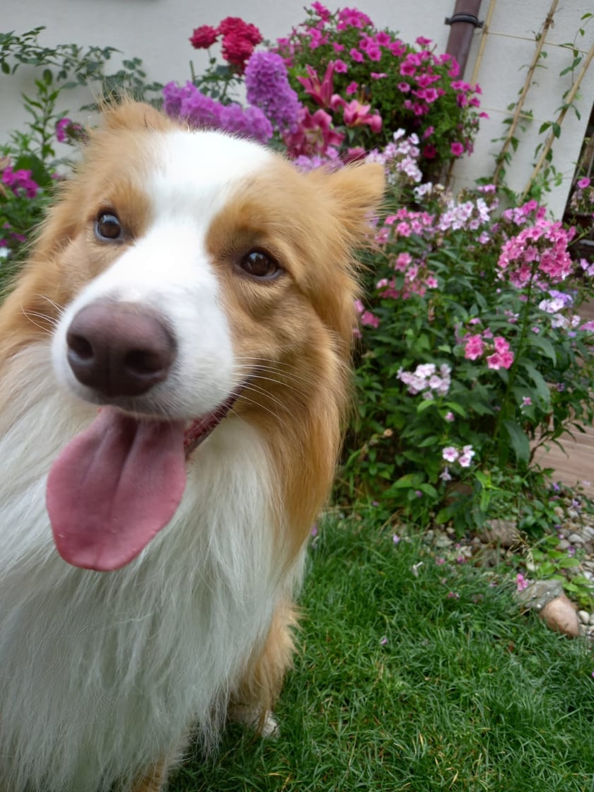 Psy użytkowników www.wroclaw.pl