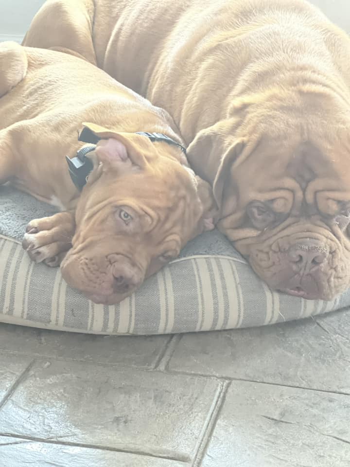 Psy użytkowników www.wroclaw.pl