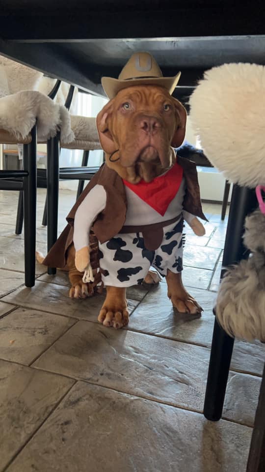 Psy użytkowników www.wroclaw.pl