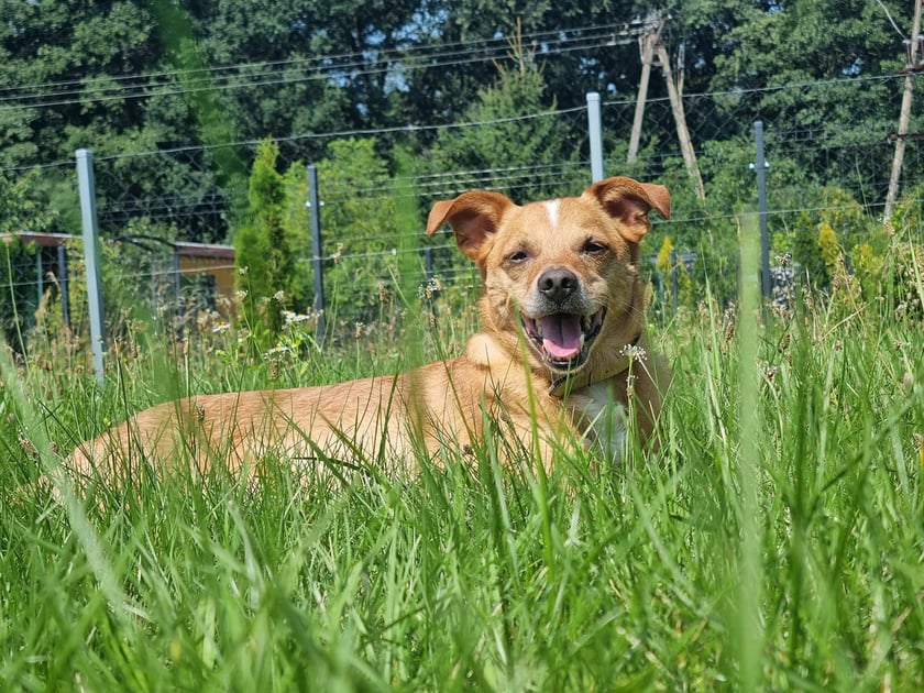 Psy użytkowników www.wroclaw.pl