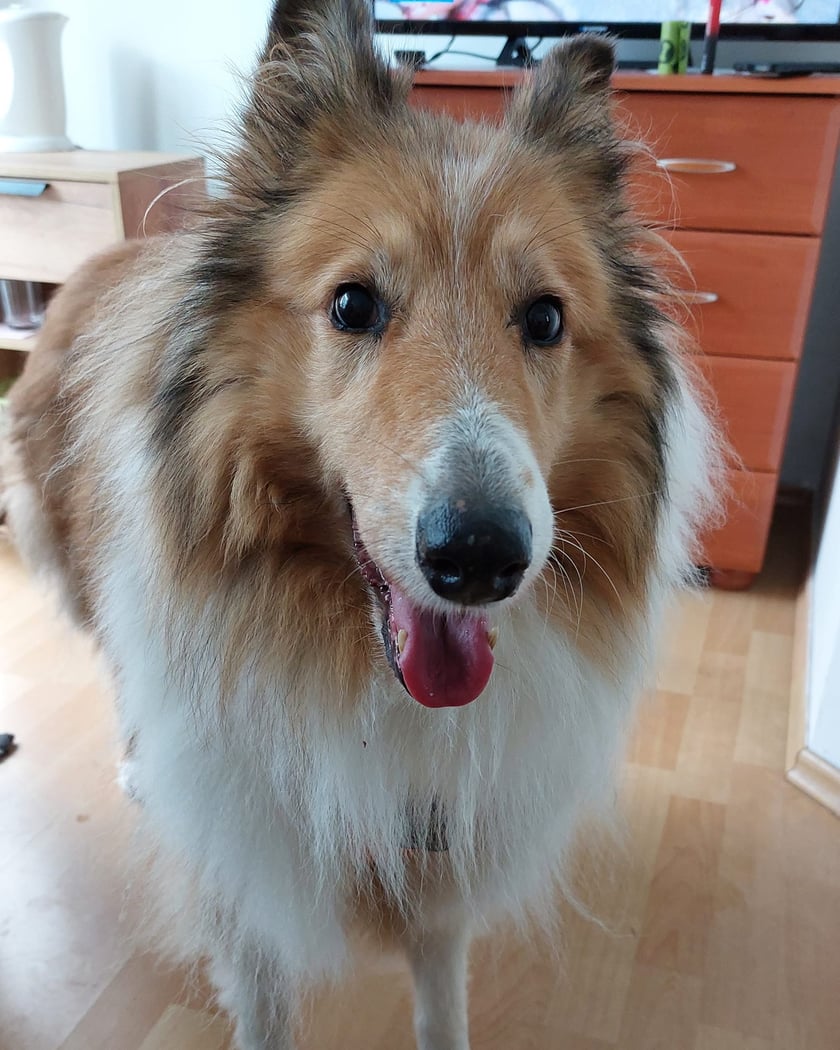 Psy użytkowników www.wroclaw.pl