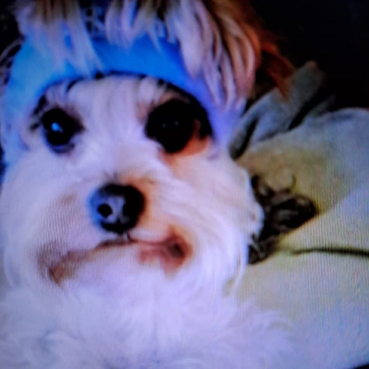 Psy użytkowników www.wroclaw.pl