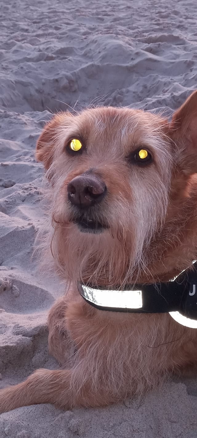 Psy użytkowników www.wroclaw.pl