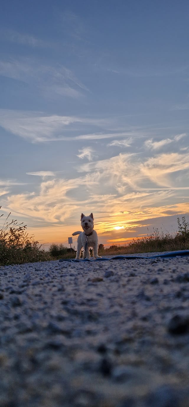 Psy użytkowników www.wroclaw.pl