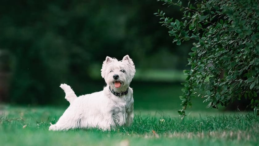 Psy użytkowników www.wroclaw.pl