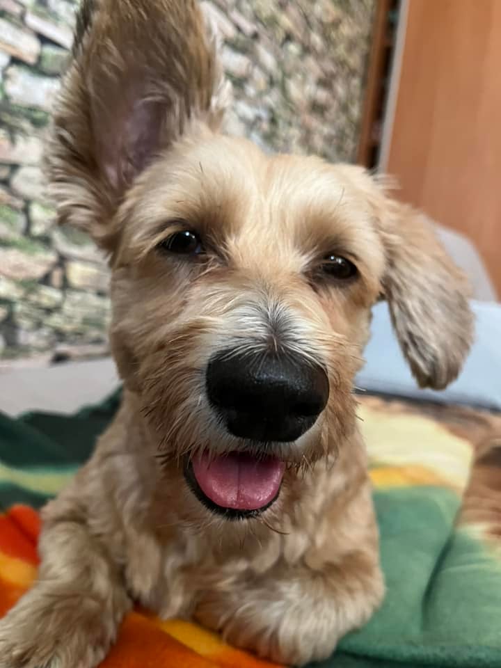 Psy użytkowników www.wroclaw.pl