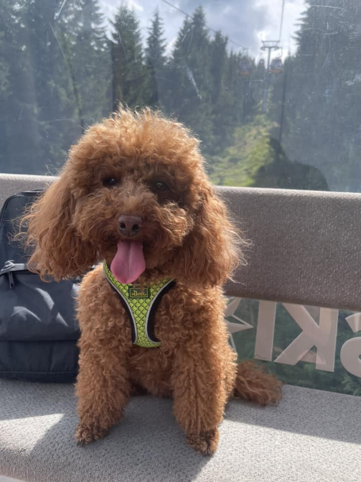 Psy użytkowników www.wroclaw.pl