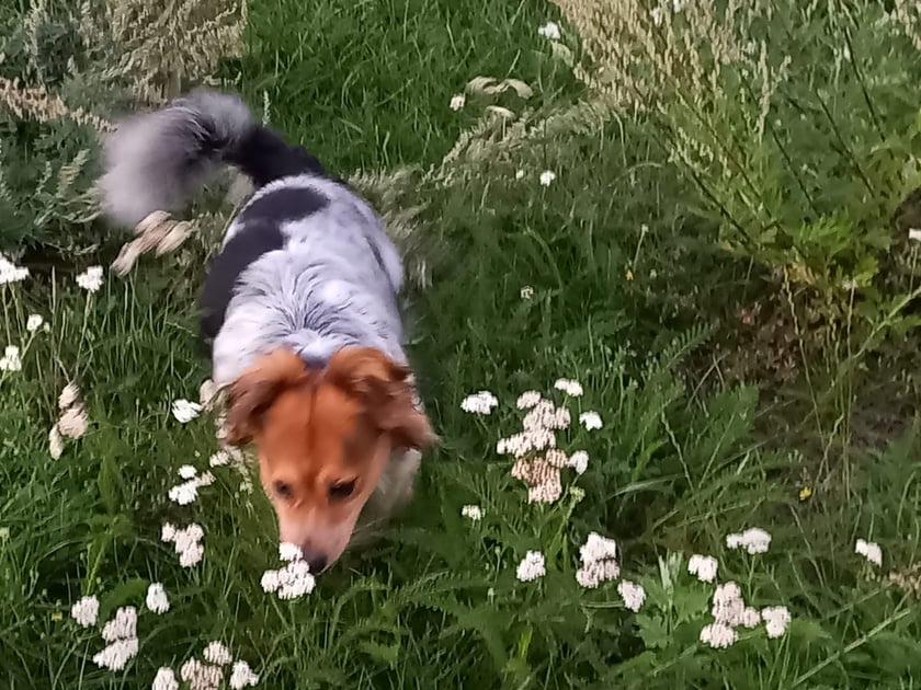 Psy użytkowników www.wroclaw.pl