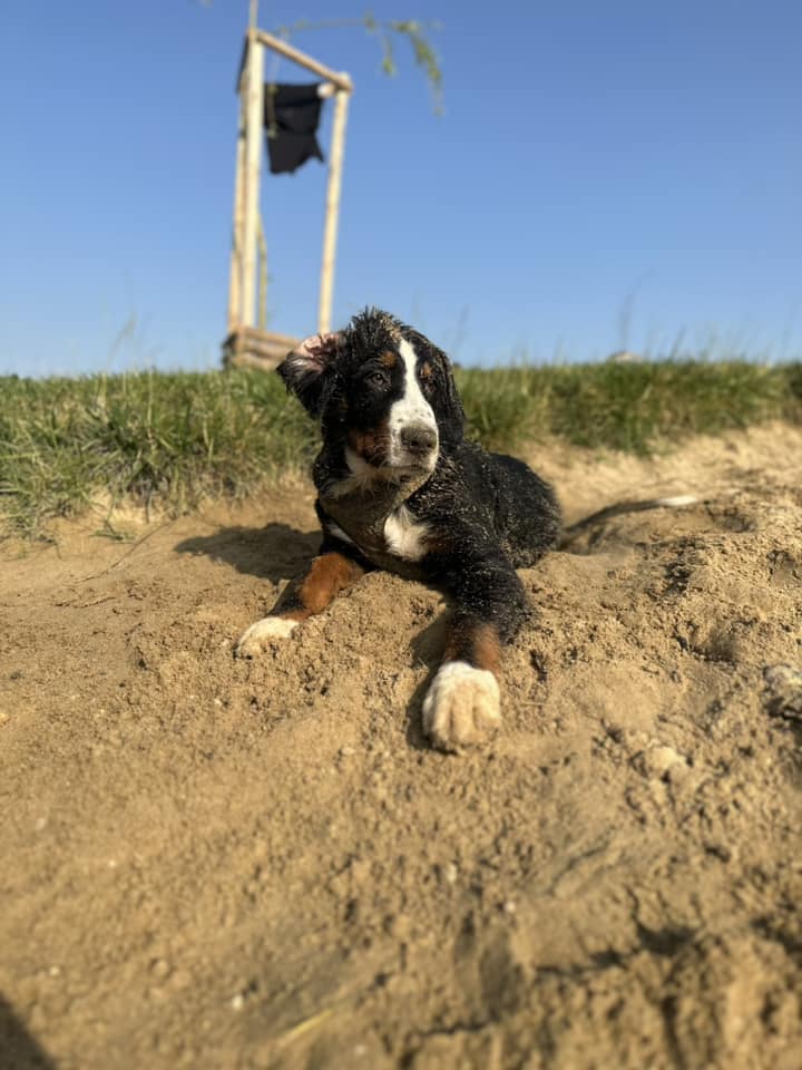 Psy użytkowników www.wroclaw.pl