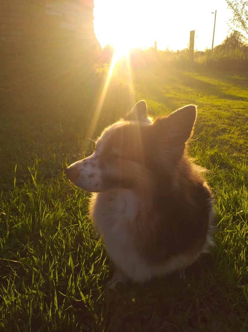 Psy użytkowników www.wroclaw.pl