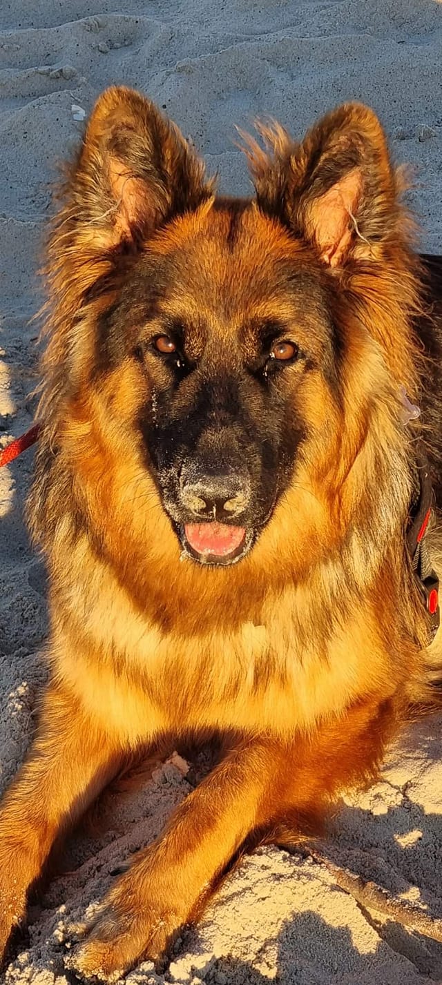 Psy użytkowników www.wroclaw.pl