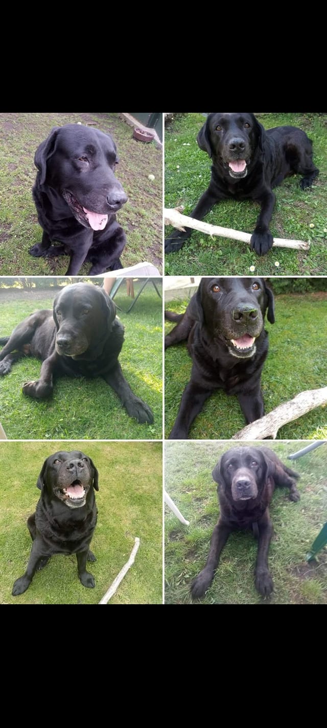 Psy użytkowników www.wroclaw.pl