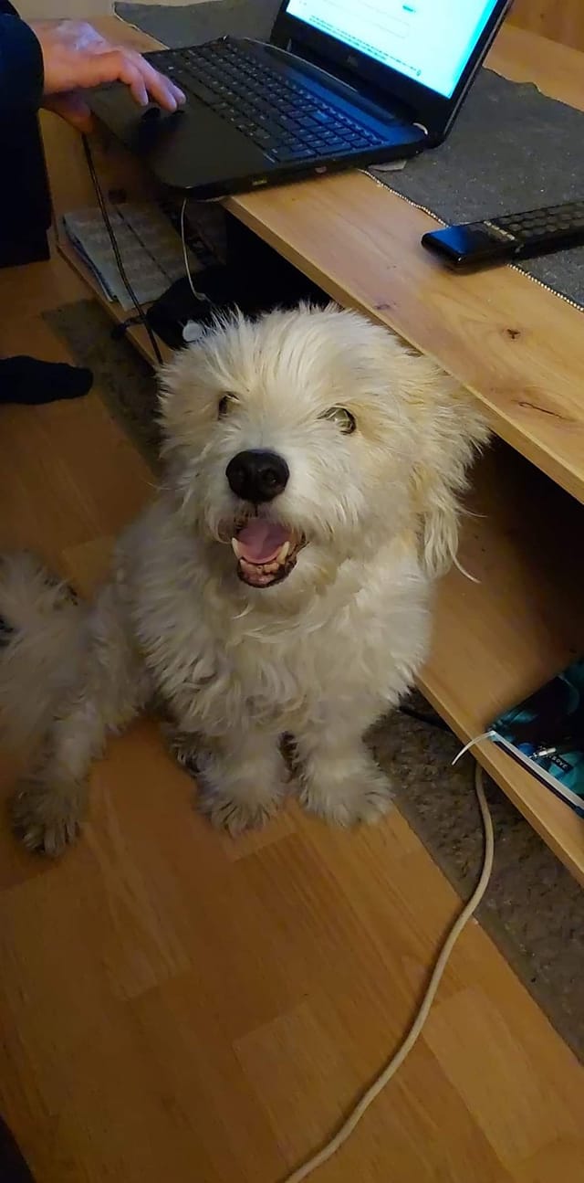 Psy użytkowników www.wroclaw.pl