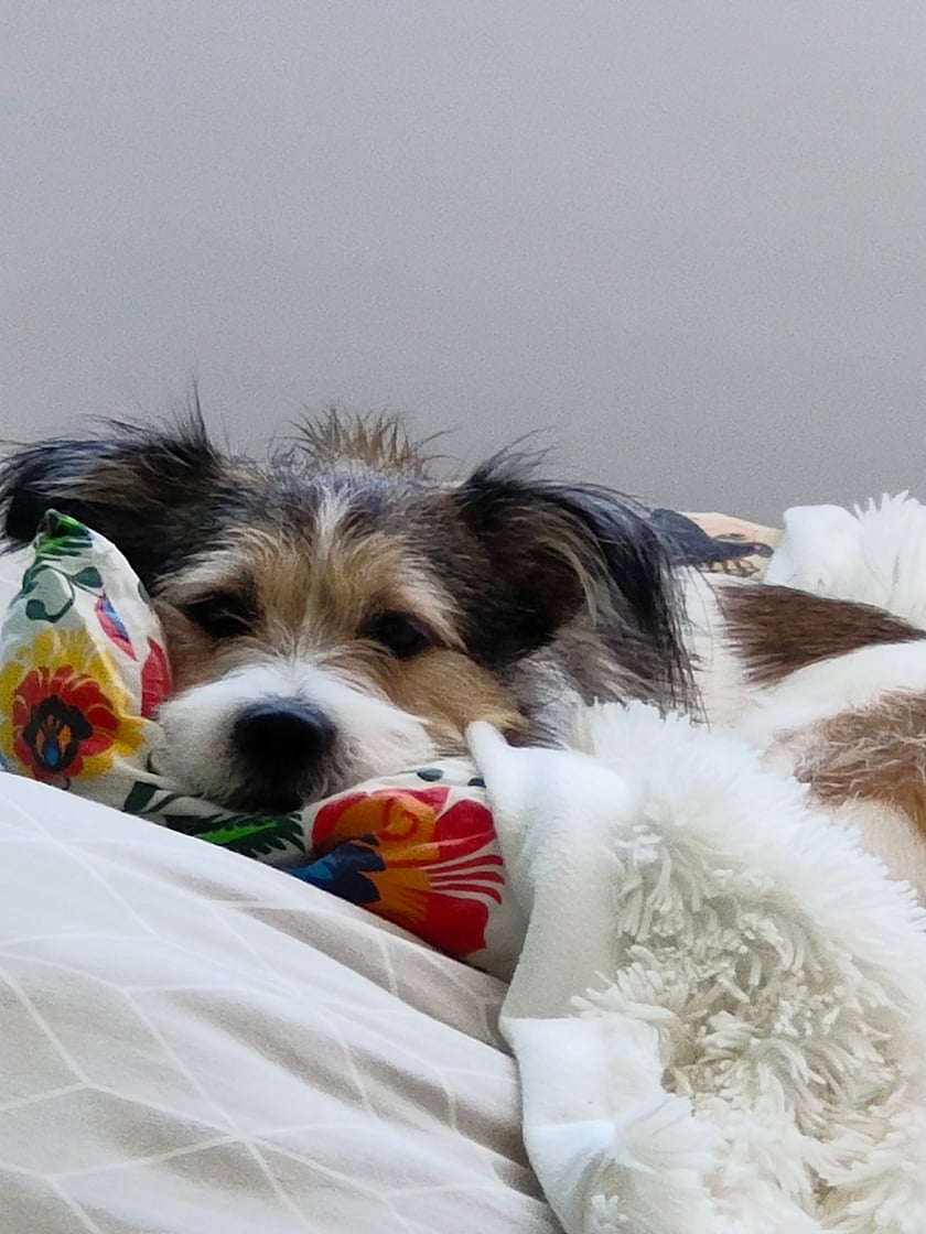 Psy użytkowników www.wroclaw.pl