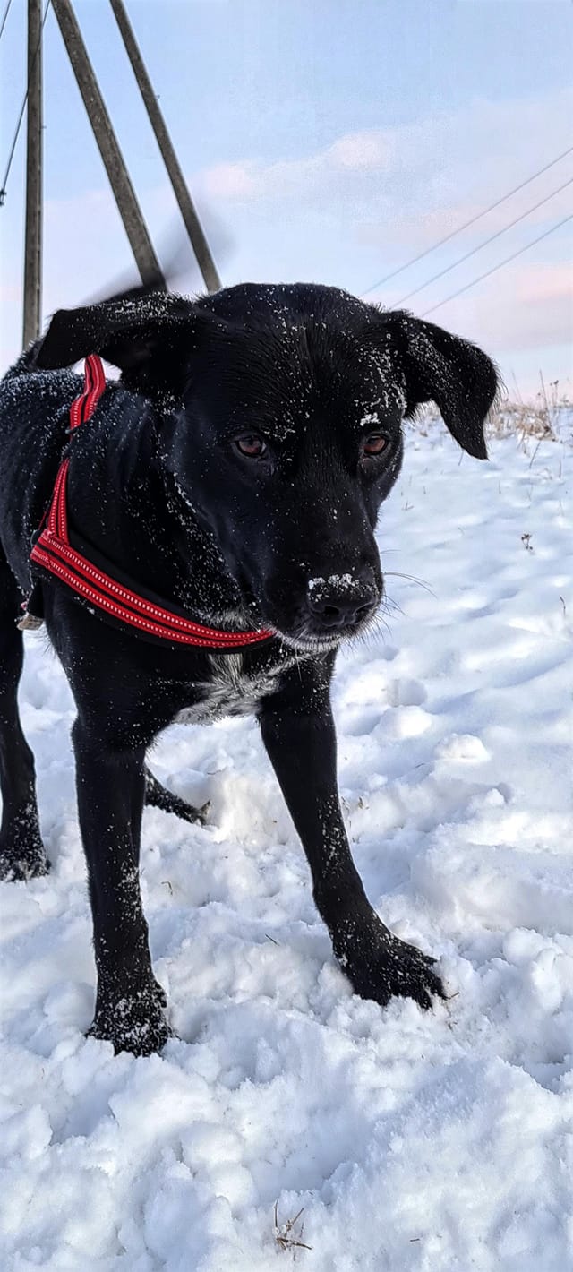 Psy użytkowników www.wroclaw.pl