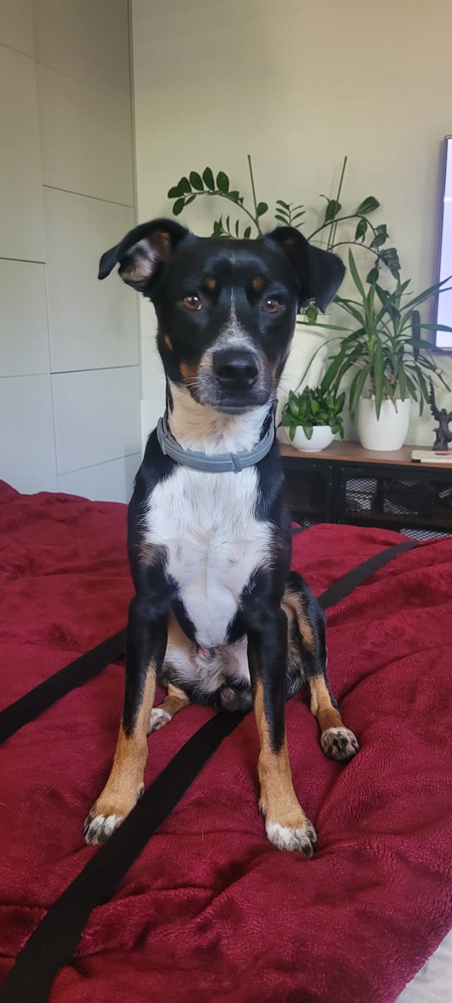 Psy użytkowników www.wroclaw.pl