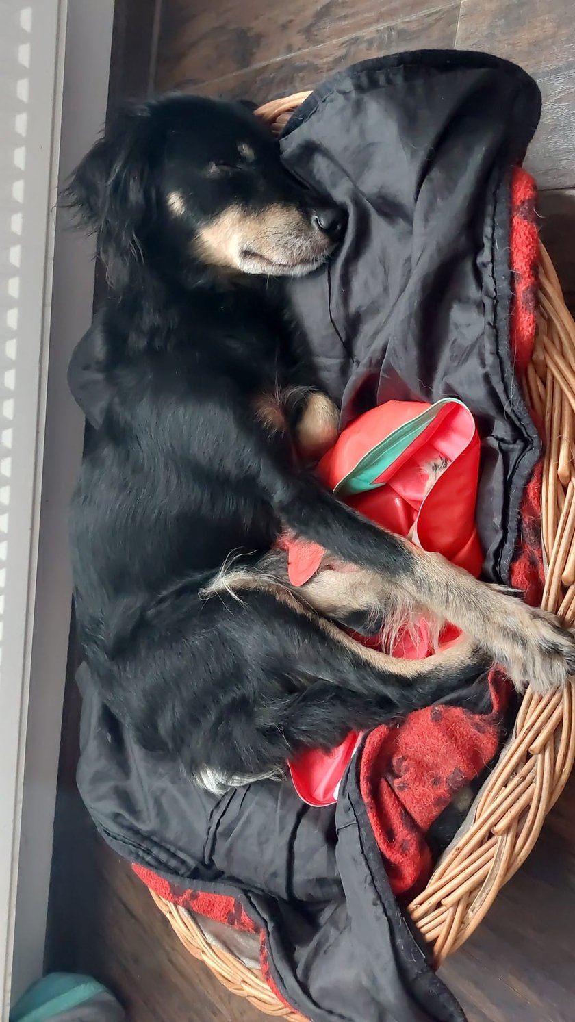 Psy użytkowników www.wroclaw.pl