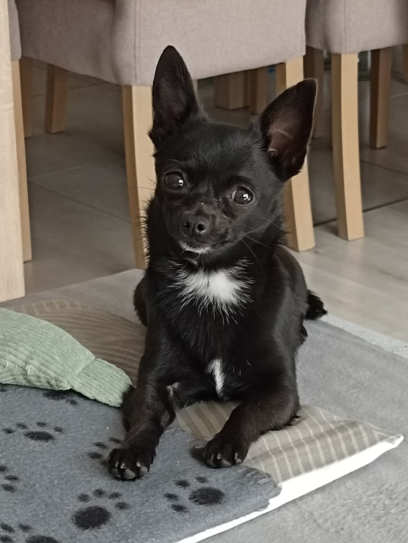 Psy użytkowników www.wroclaw.pl