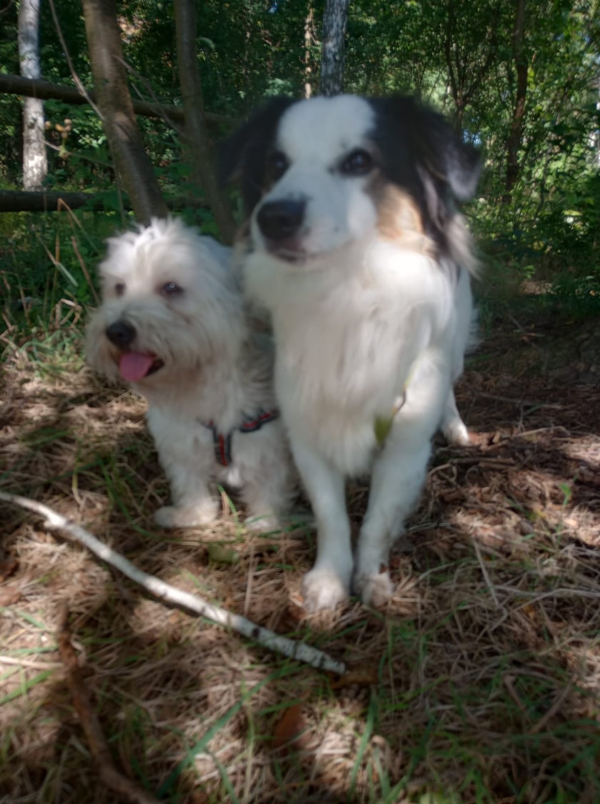 Psy użytkowników www.wroclaw.pl