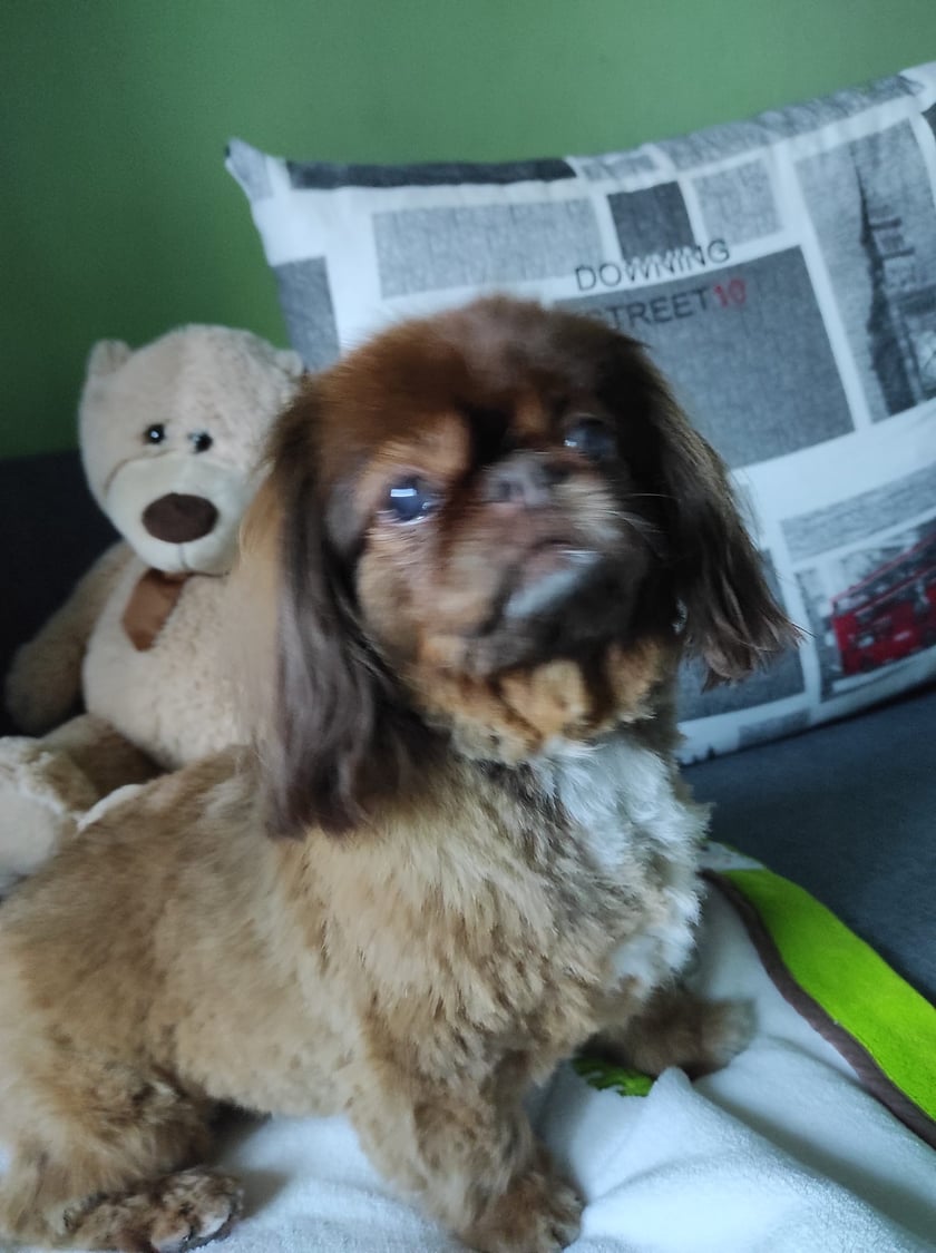 Psy użytkowników www.wroclaw.pl