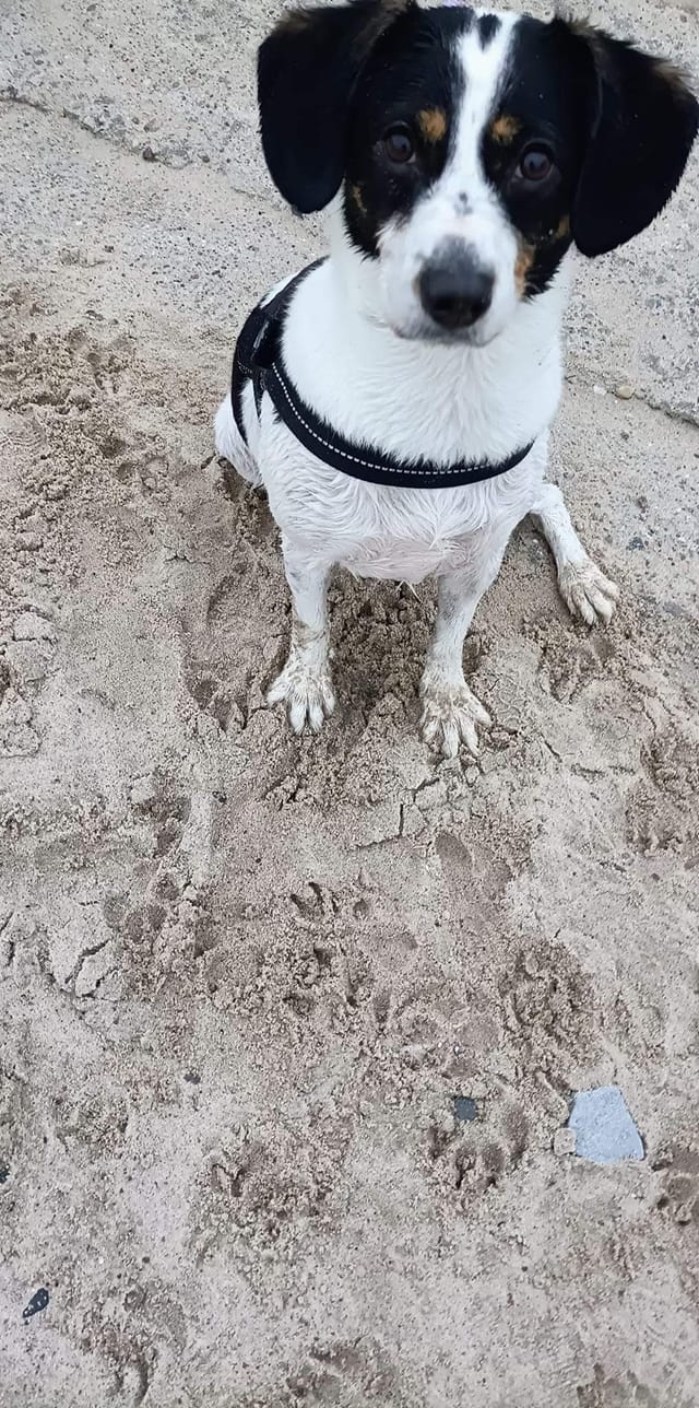 Psy użytkowników www.wroclaw.pl