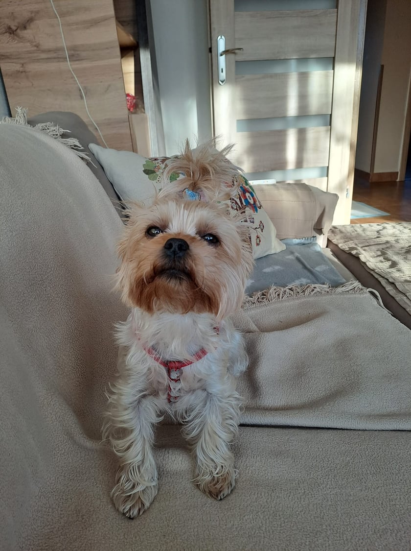 Psy użytkowników www.wroclaw.pl