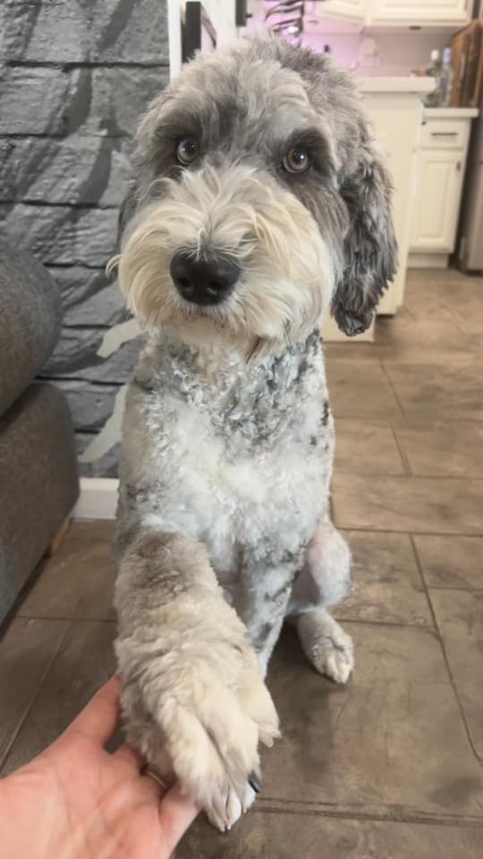 Psy użytkowników www.wroclaw.pl